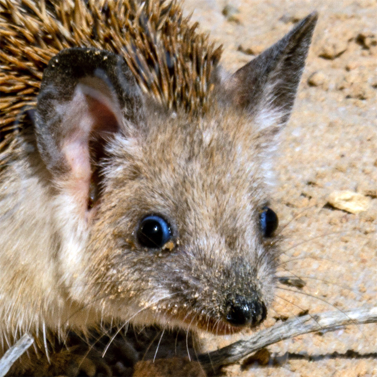 Ушастый ёж (Hemiechinus auritus) Фото №10