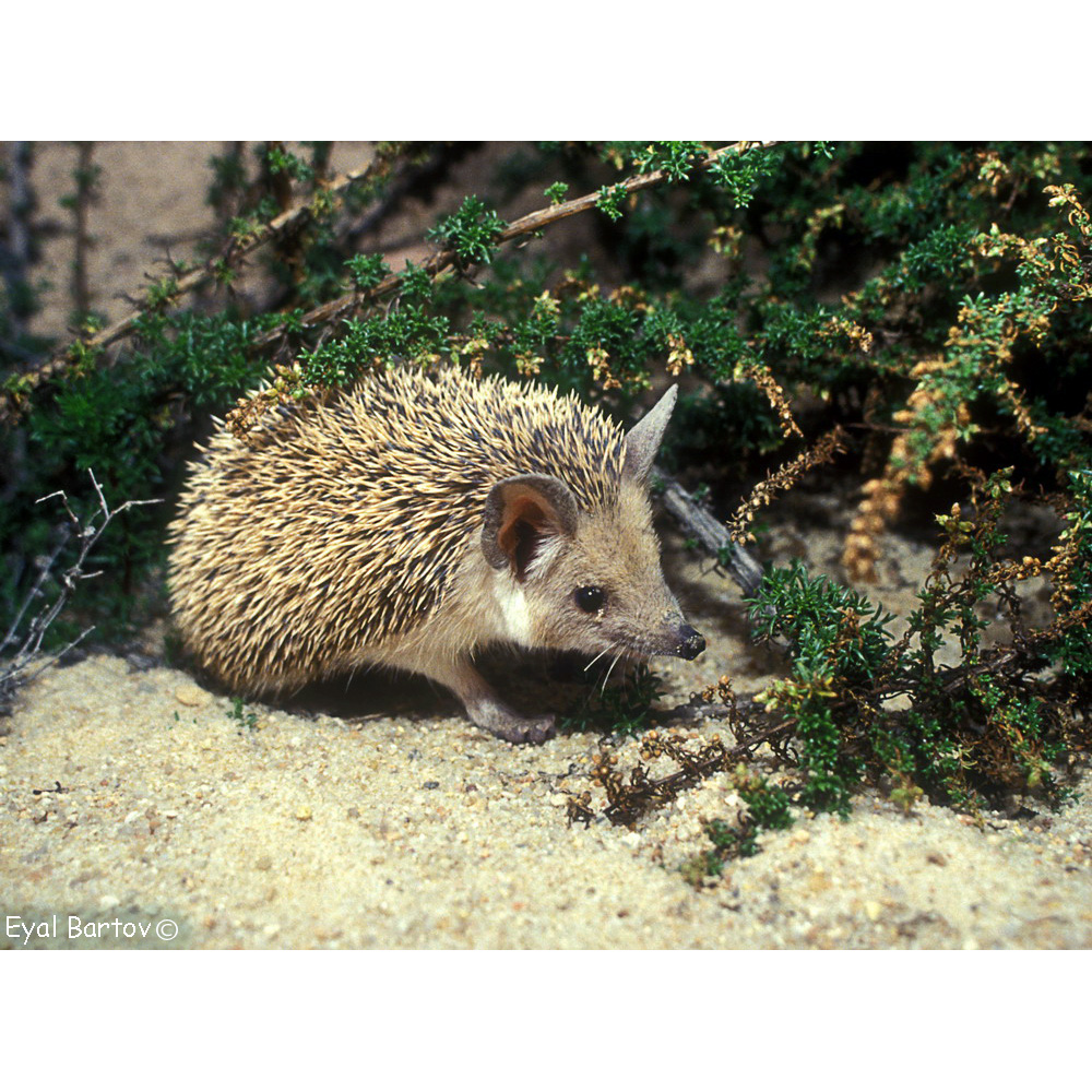 Ушастый ёж (Hemiechinus auritus) Фото №3