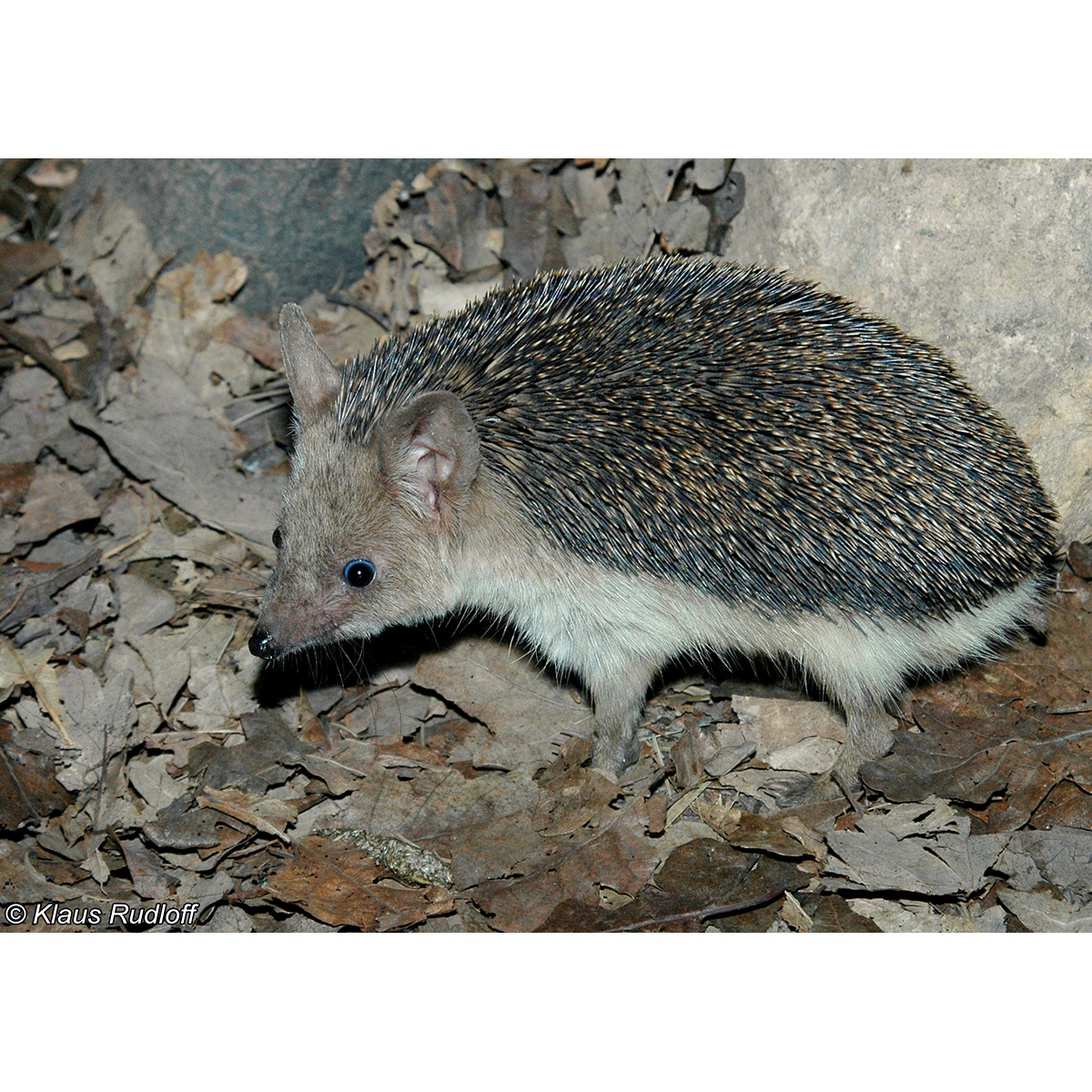Ушастый ёж (Hemiechinus auritus) Фото №4