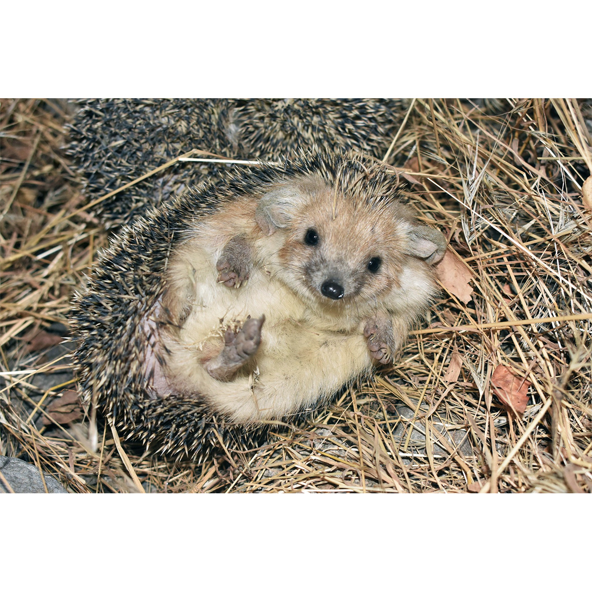 Ушастый ёж (Hemiechinus auritus) Фото №5