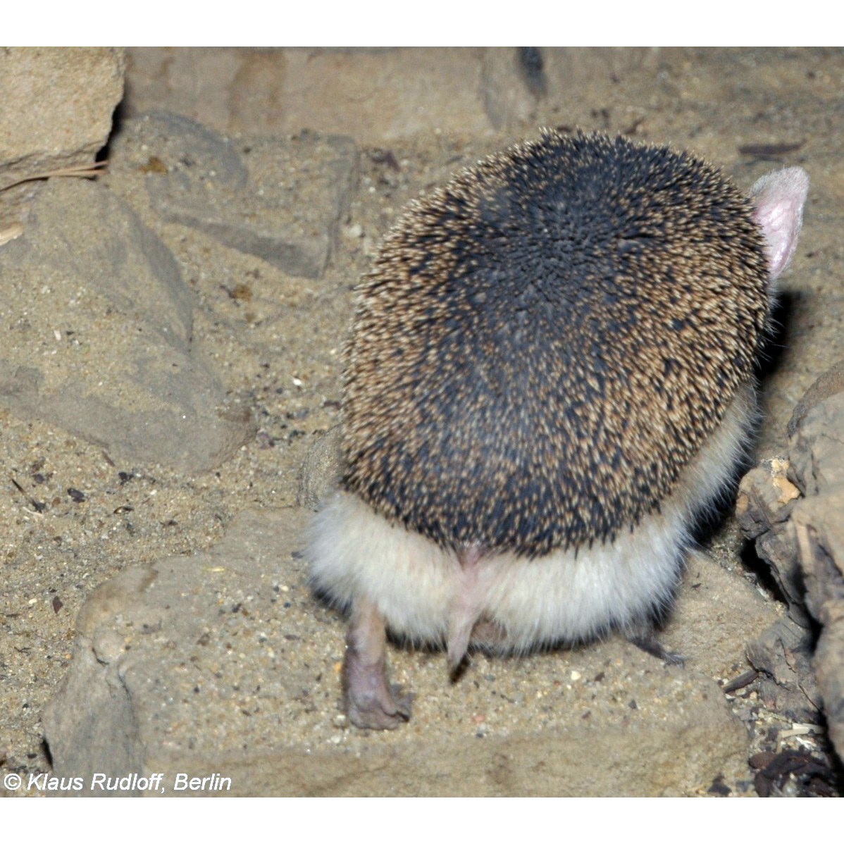 Ушастый ёж (Hemiechinus auritus) Фото №6