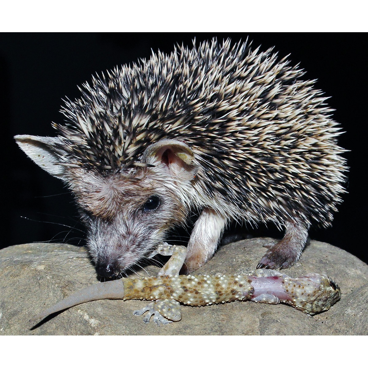 Ушастый ёж (Hemiechinus auritus) Фото №7