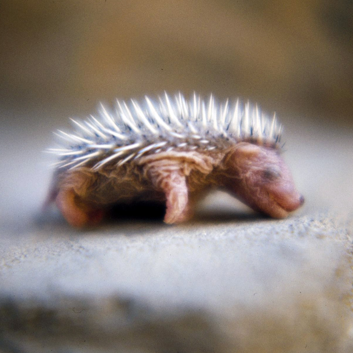 Ушастый ёж (Hemiechinus auritus) Фото №8