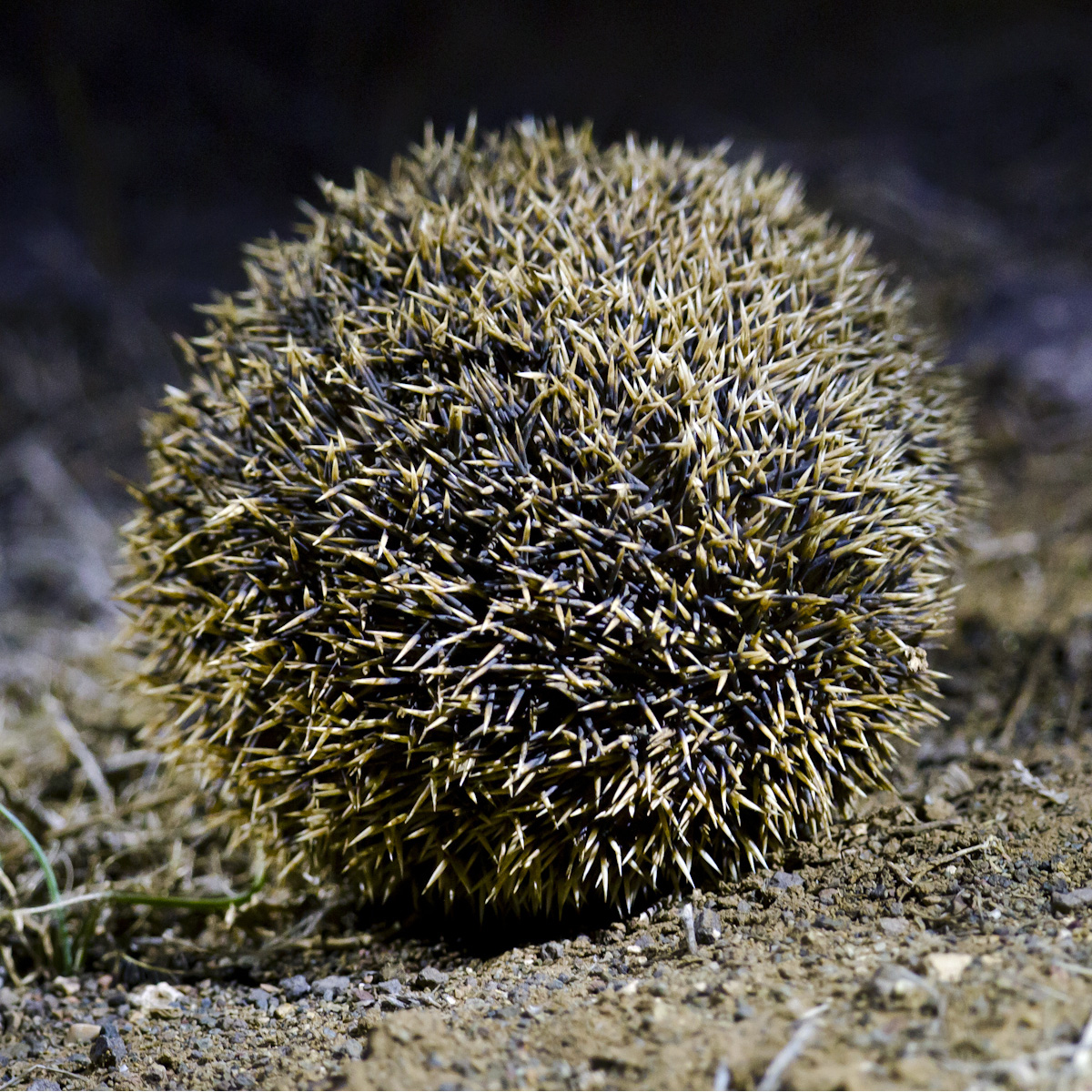 Ушастый ёж (Hemiechinus auritus) Фото №9