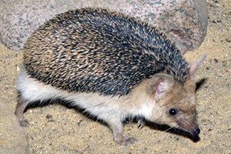 Hemiechinus auritus aegyptius
