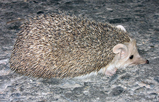 Hemiechinus auritus auritus