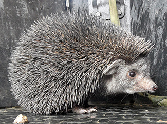Hemiechinus auritus megalotis