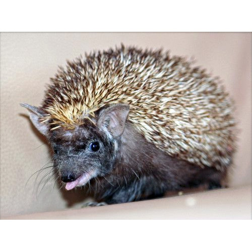Ошейниковый ёж (Hemiechinus collaris) Фото №2