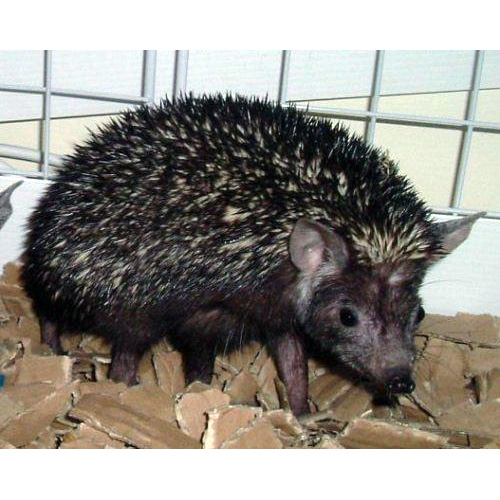 Ошейниковый ёж (Hemiechinus collaris) Фото №3