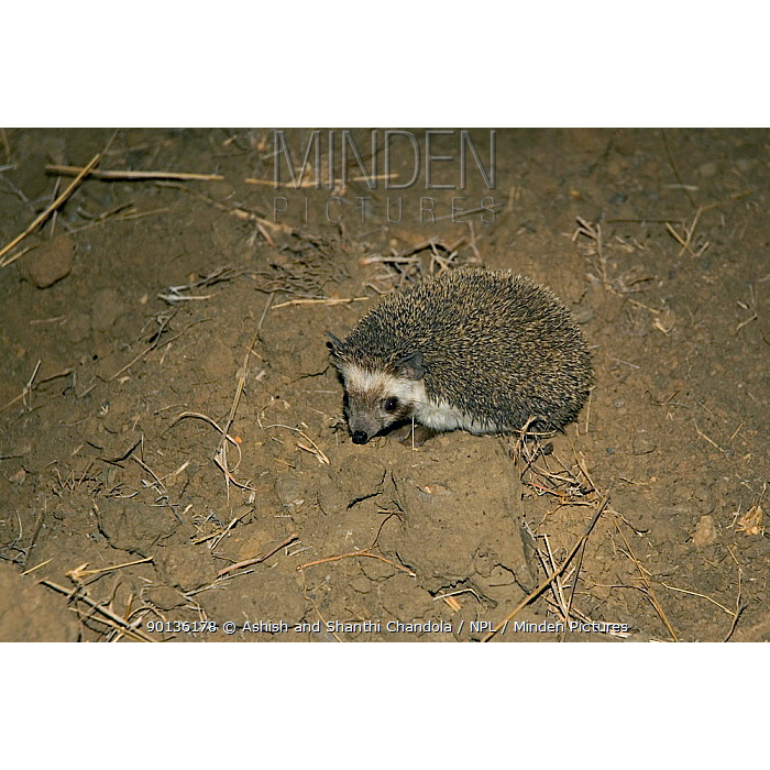 Ошейниковый ёж (Hemiechinus collaris) Фото №4