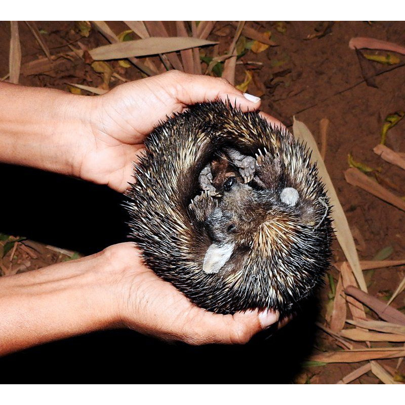 Ошейниковый ёж (Hemiechinus collaris) Фото №5