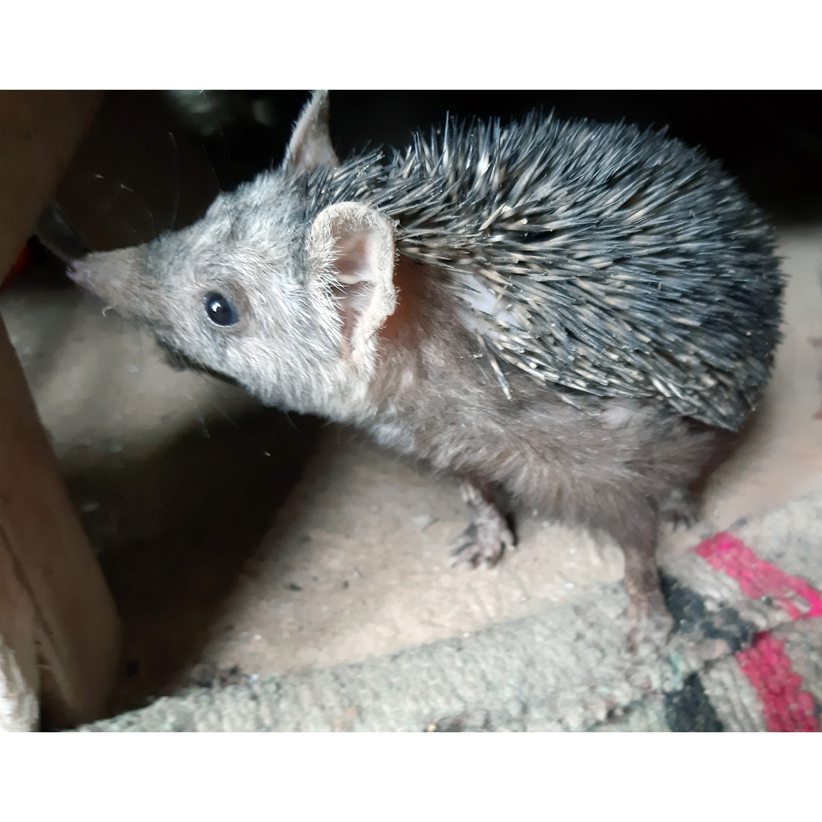 Ошейниковый ёж (Hemiechinus collaris) Фото №6