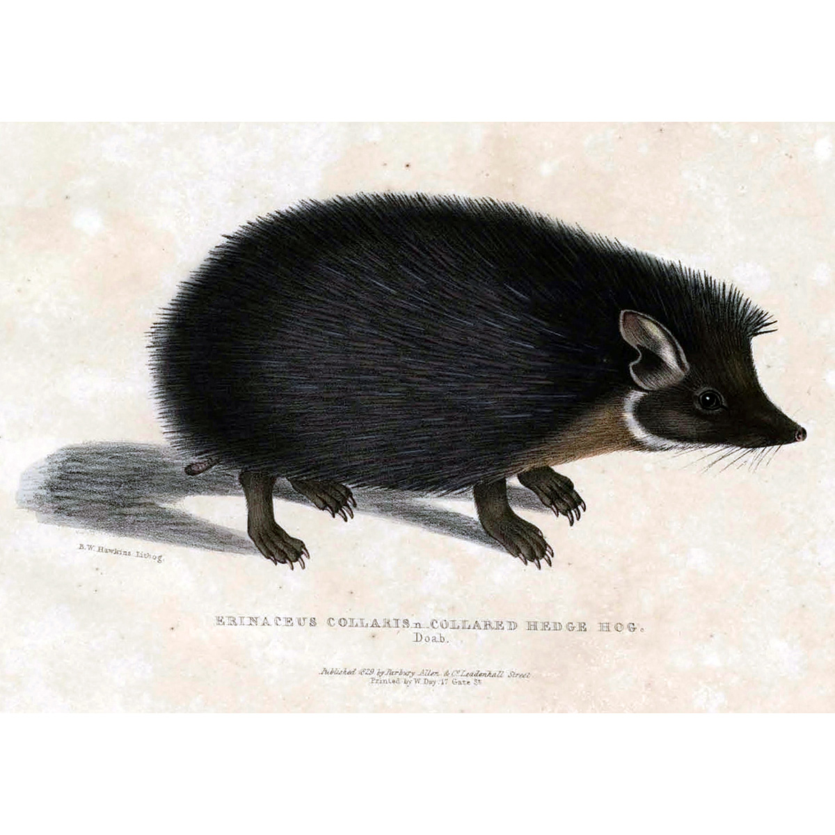Ошейниковый ёж (Hemiechinus collaris) Фото №7