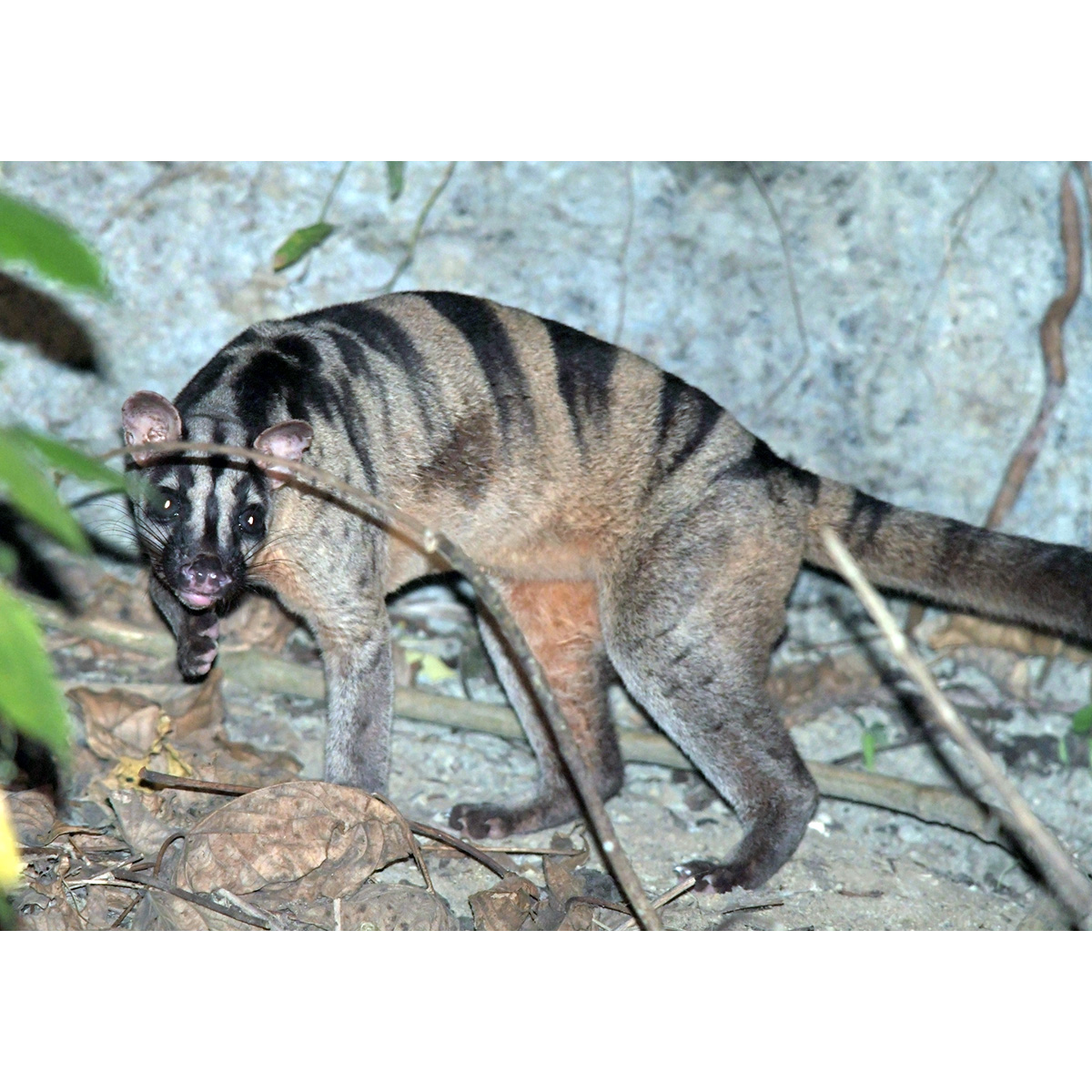 Полосатая цивета (Hemigalus derbyanus) Фото №2