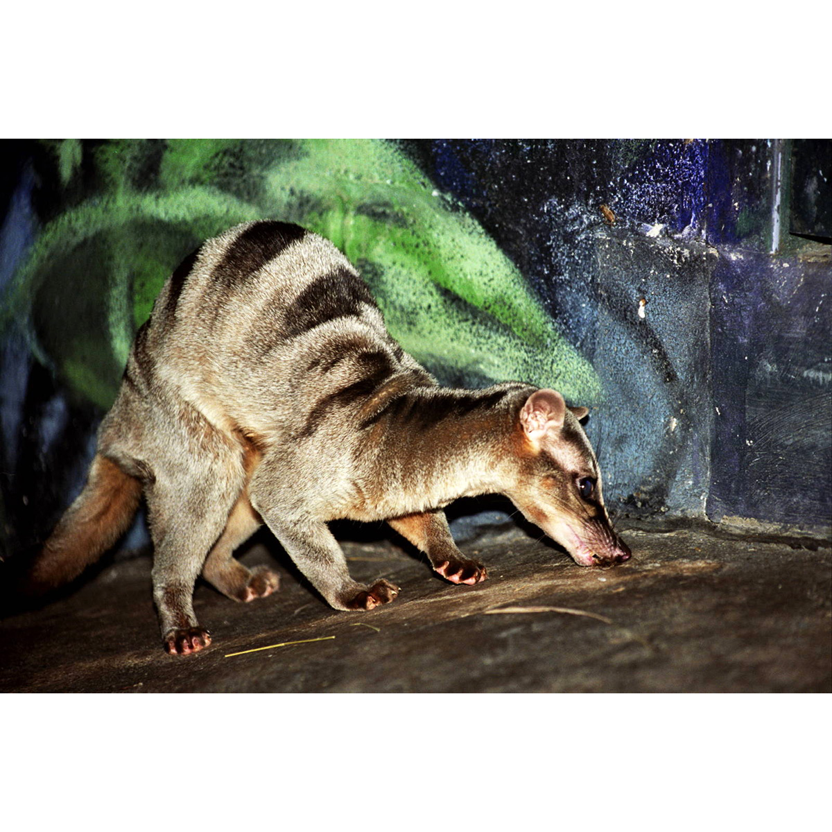 Полосатая цивета (Hemigalus derbyanus) Фото №5