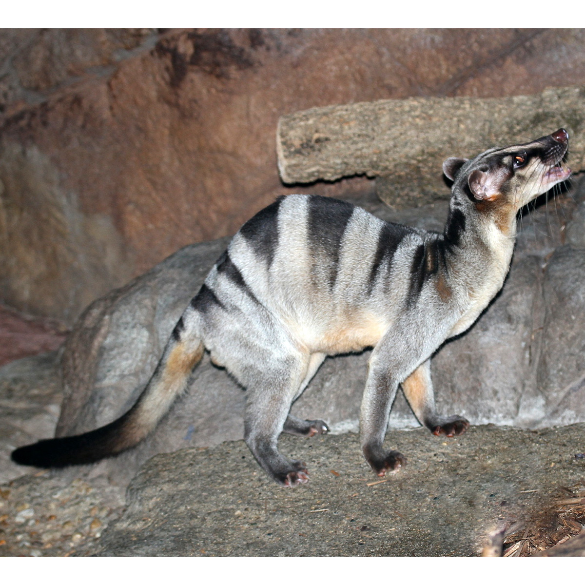 Полосатая цивета (Hemigalus derbyanus) Фото №1