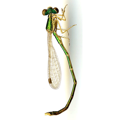 Семейство Hemiphlebiidae фото