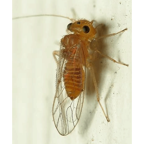 Семейство Hemipsocidae фото