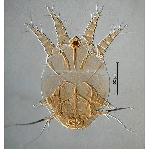 Семейство Hemisarcoptidae фото