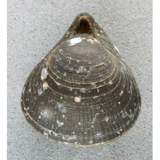 Семейство Hemithiridoidea фото