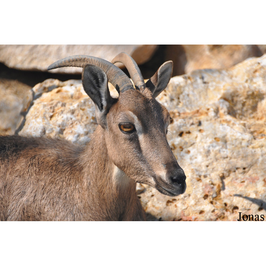 Hemitragus jayakari Фото №7