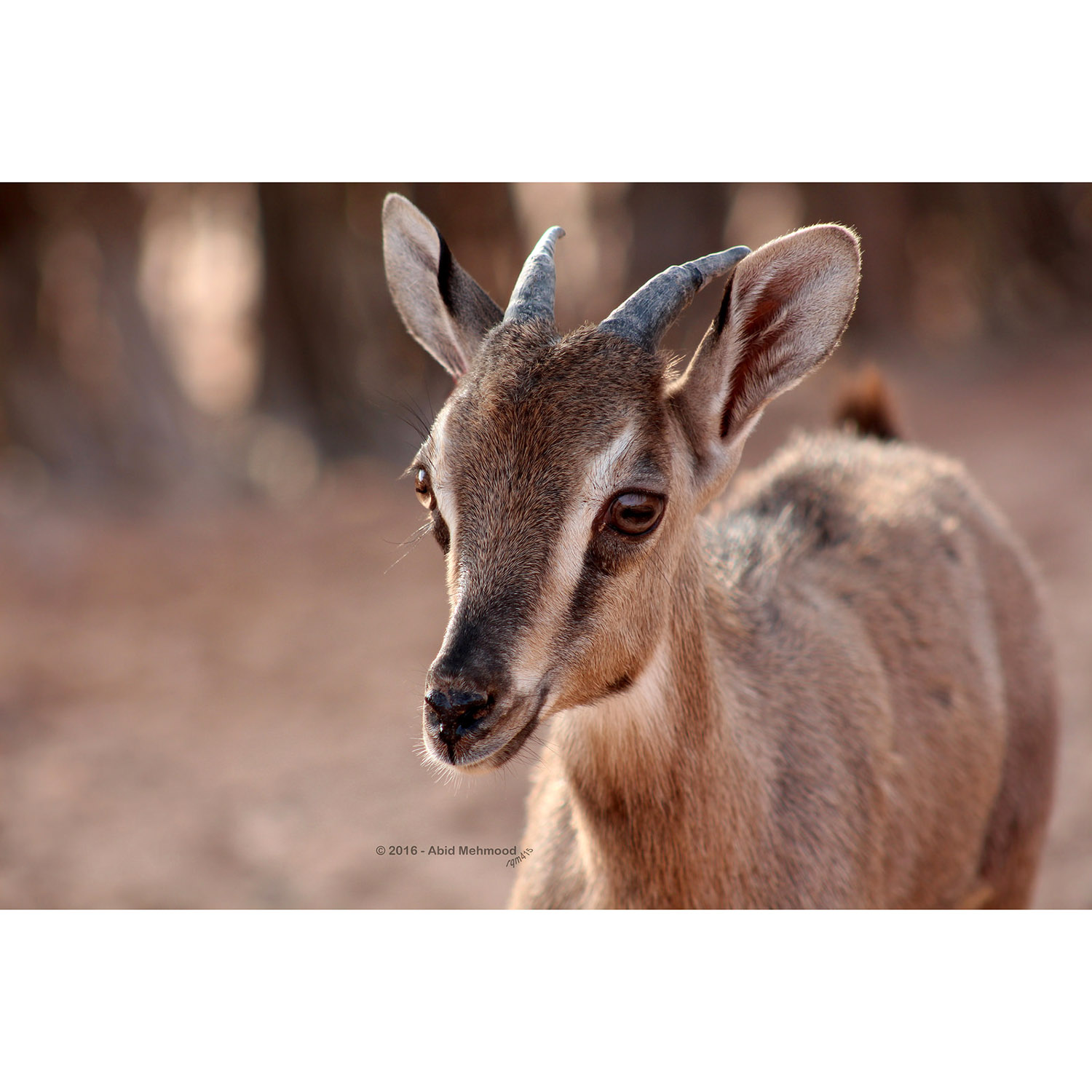 Hemitragus jayakari Фото №9