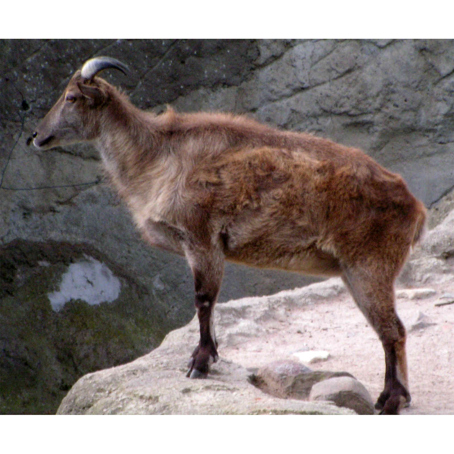 Hemitragus jemlahicus Фото №4