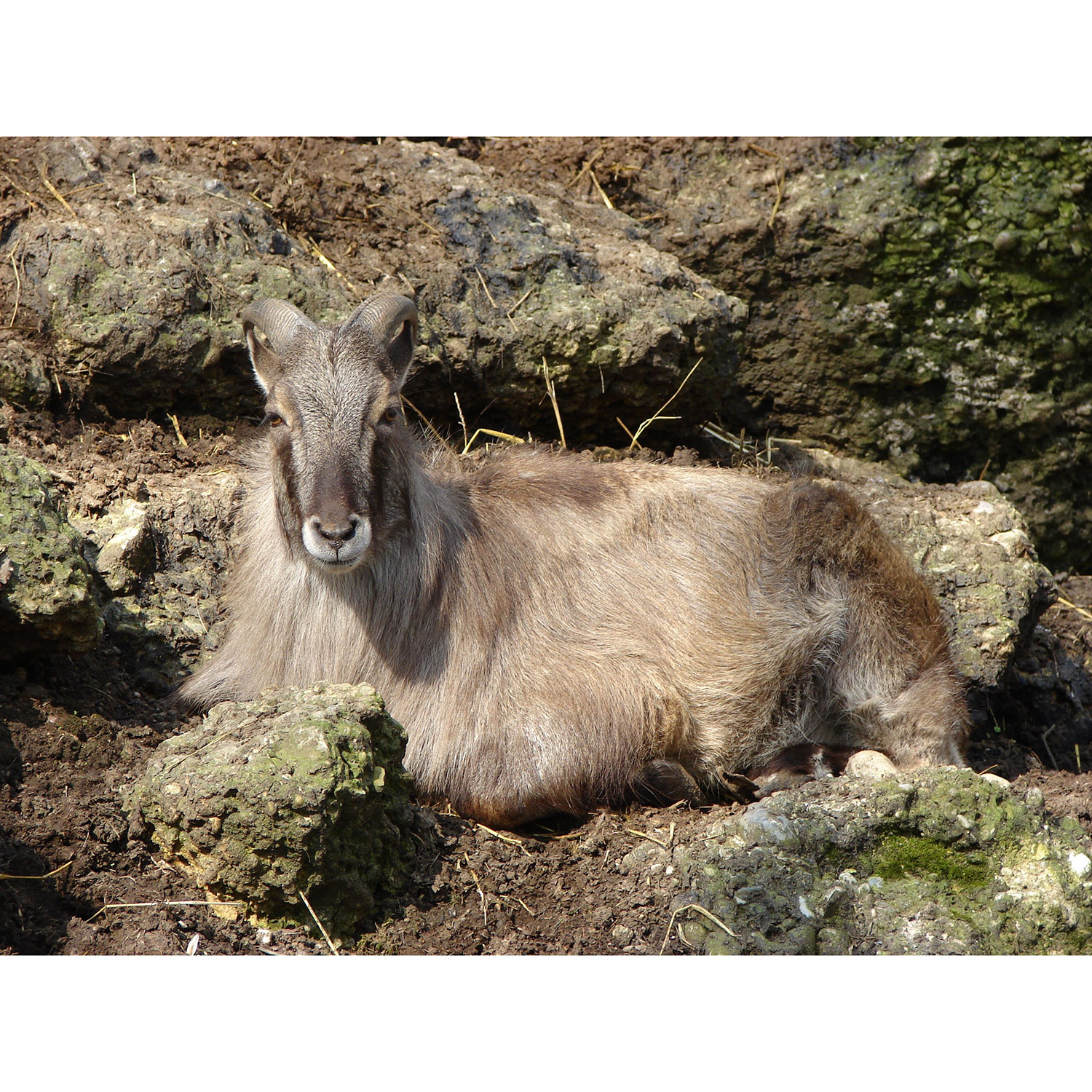 Hemitragus jemlahicus Фото №6