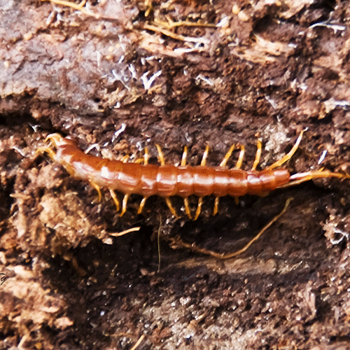 Семейство Henicopidae фото