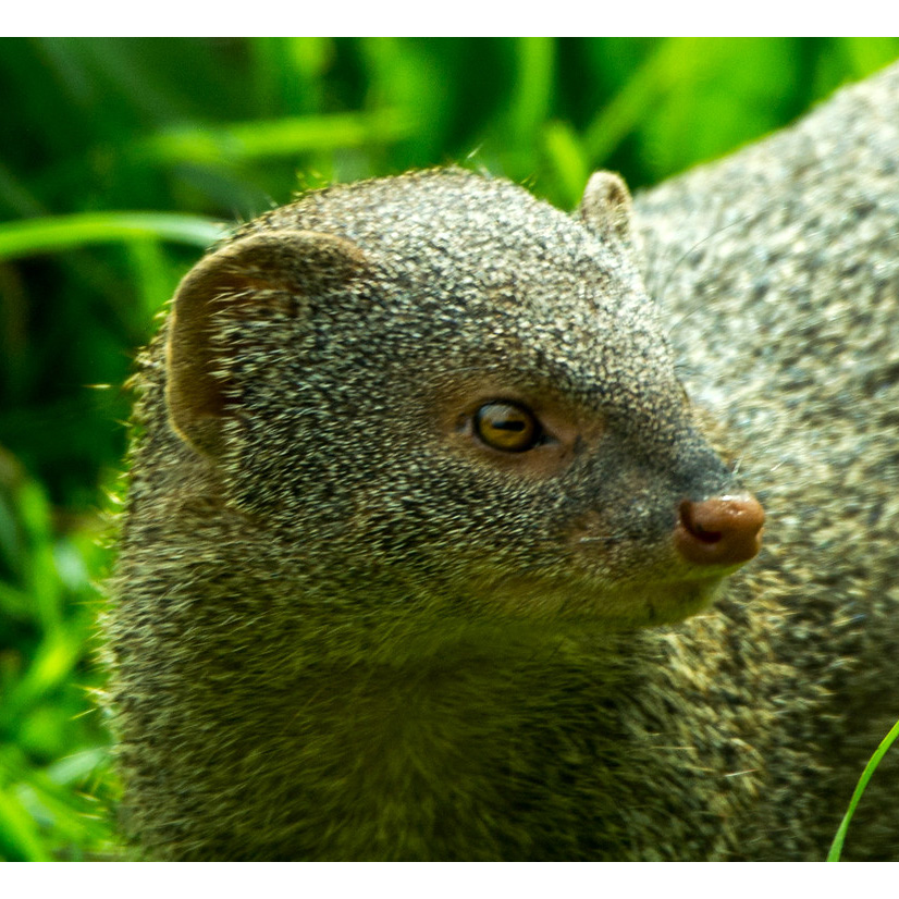 Бурый мангуст (Herpestes fuscus) Фото №10