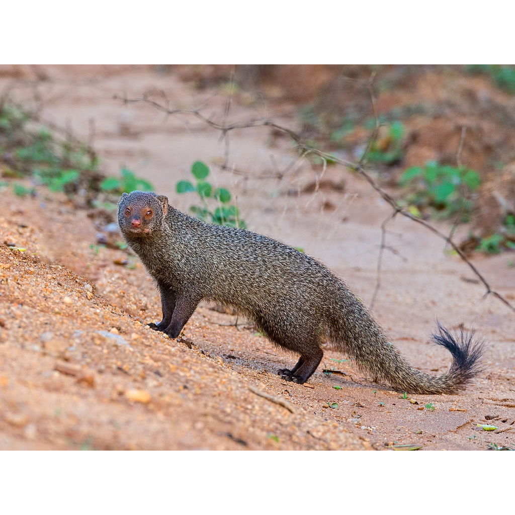Индийский мангуст (Herpestes smithii) Фото №3