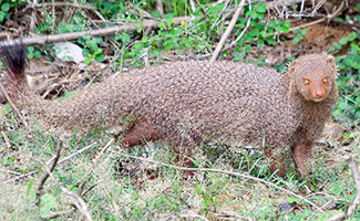 Herpestes smithii smithii