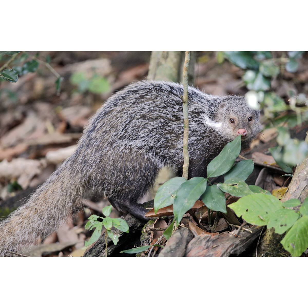 Мангуст-крабоед (Herpestes urva) Фото №3