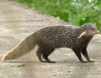 Herpestes urva urva