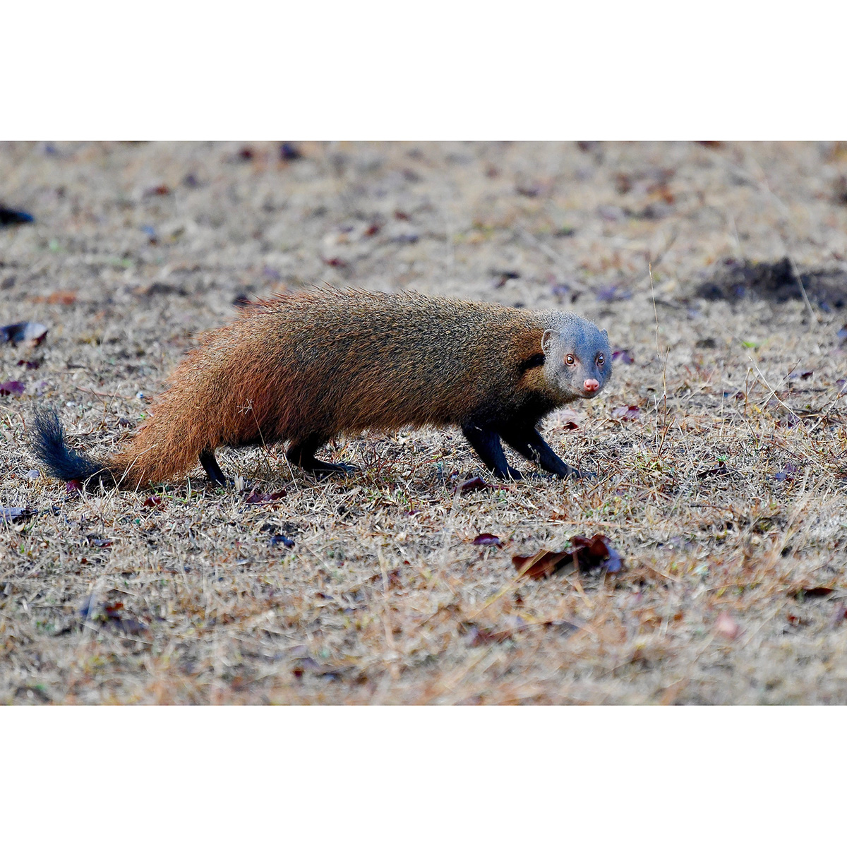 Полосатошейный мангуст (Herpestes vitticollis) Фото №3