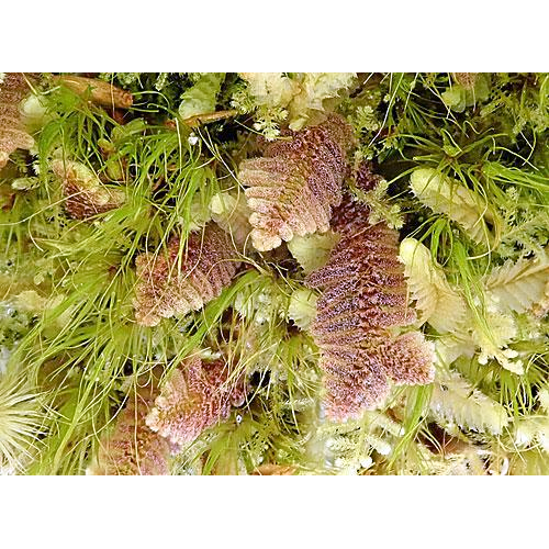Семейство Herzogianthaceae фото