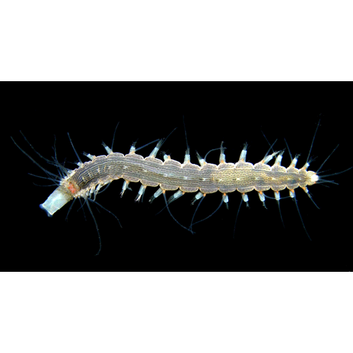 Семейство Hesionidae фото