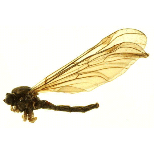Семейство Hesperinidae фото
