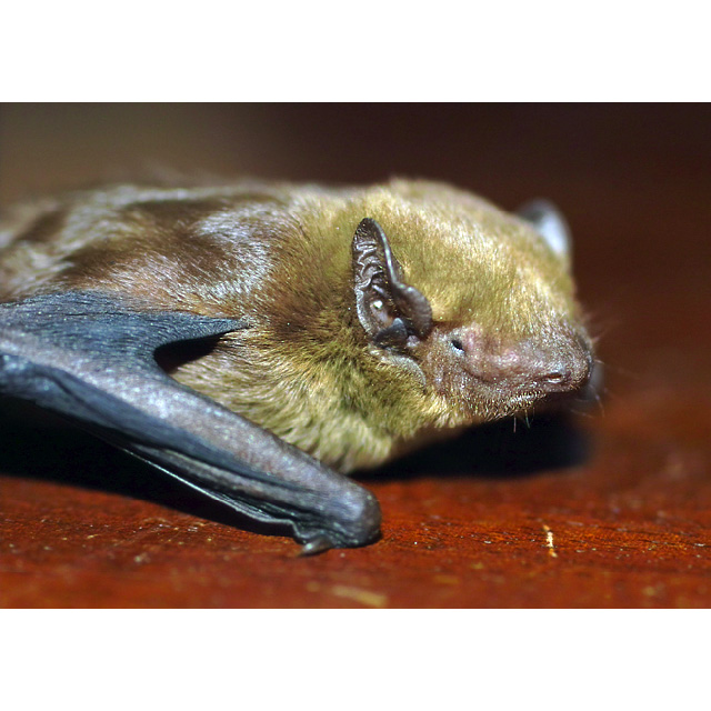 Кожан Бланфорда (Hesperoptenus blanfordi) Фото №2