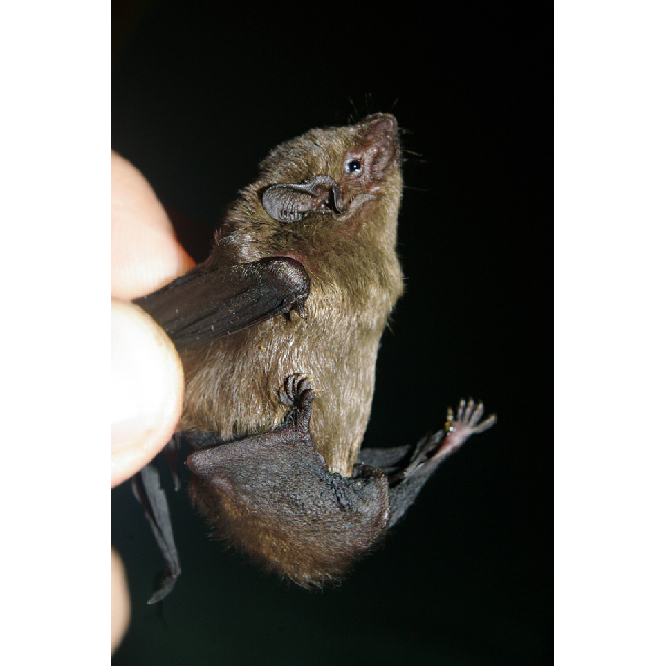 Кожан Бланфорда (Hesperoptenus blanfordi) Фото №4