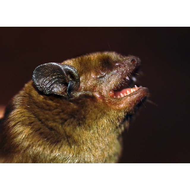 Кожан Бланфорда (Hesperoptenus blanfordi) Фото №5