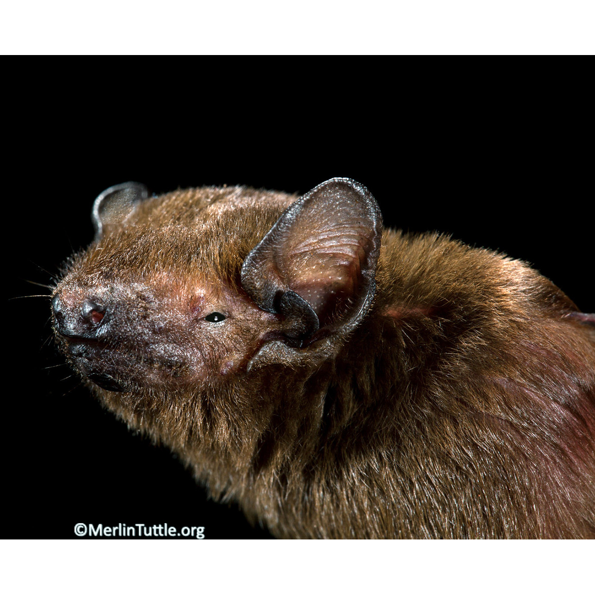 Кожан Бланфорда (Hesperoptenus blanfordi) Фото №7
