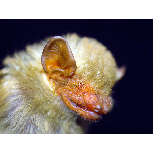 Кожан Тиккеля (Hesperoptenus tickelli) Фото №10