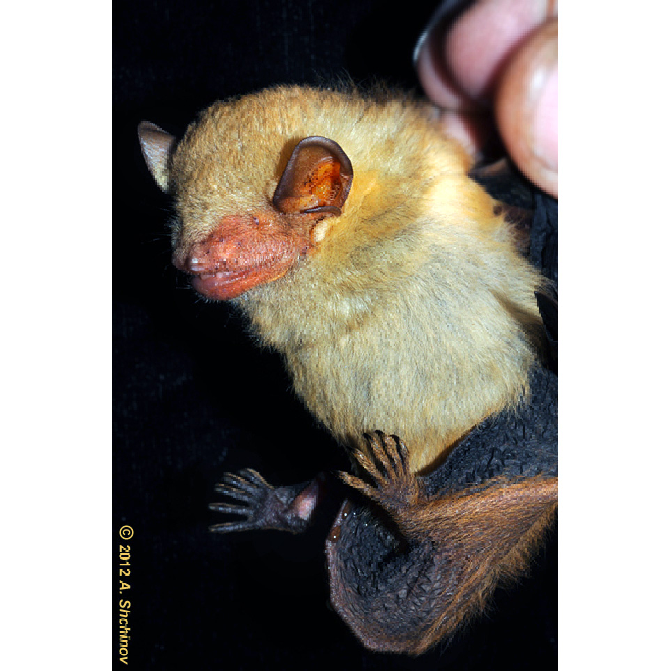 Кожан Тиккеля (Hesperoptenus tickelli) Фото №3