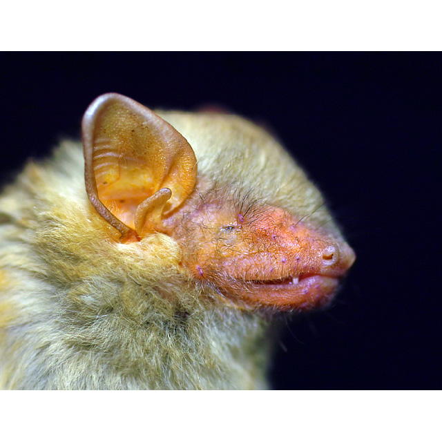 Кожан Тиккеля (Hesperoptenus tickelli) Фото №9