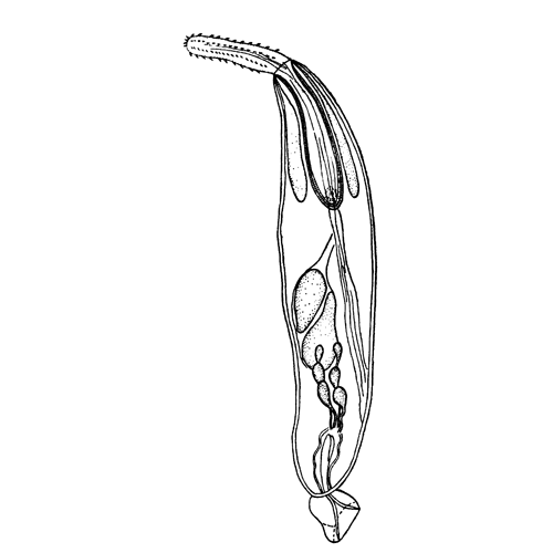 Семейство Heteracanthocephalidae фото