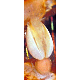 Семейство Heteralepadidae фото