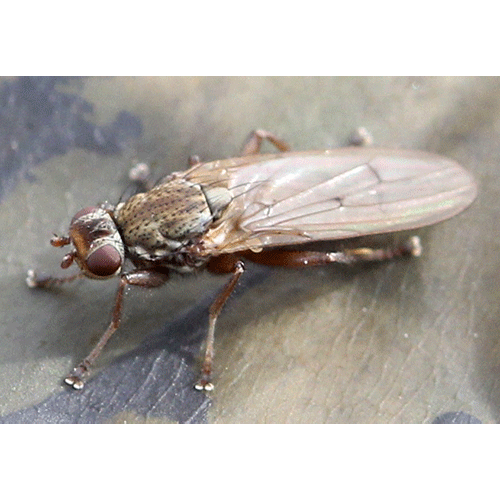 Семейство Heterocheilidae фото