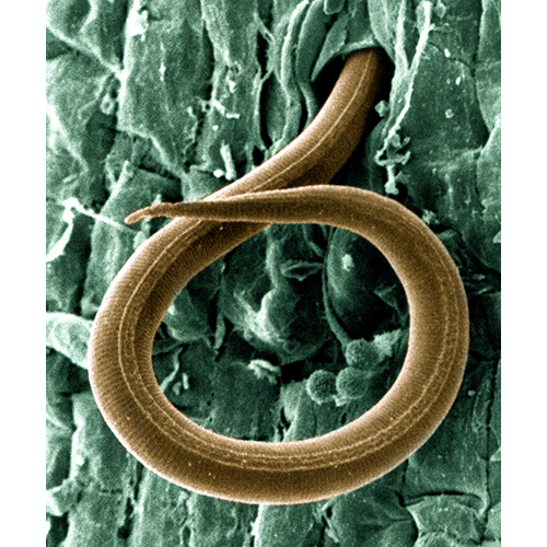Семейство Heteroderidae  фото