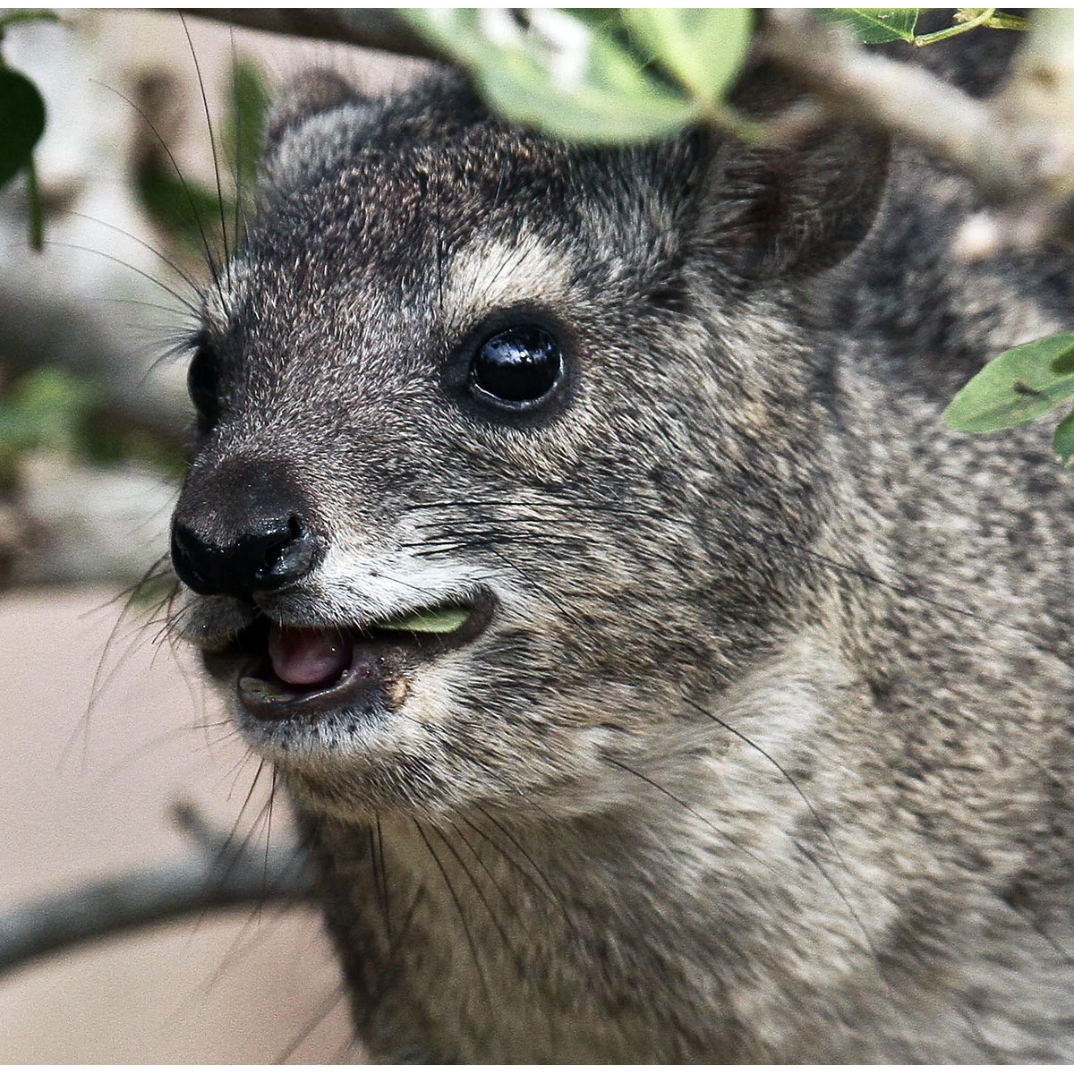 Даман Брюса (Heterohyrax brucei) Фото №10